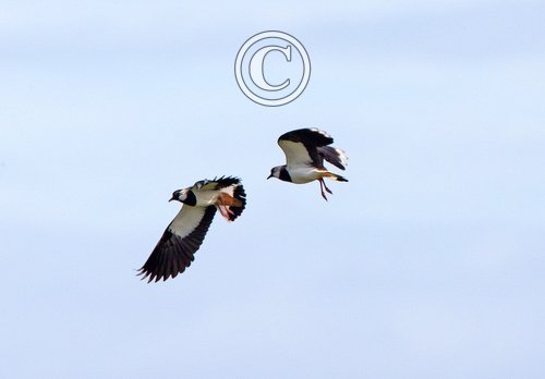 Lapwings in Flight DM1683